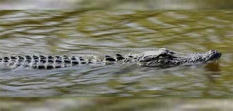 South Carolina: One person killed in alligator attack - WGAL