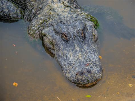 South Carolina woman dies after alligator attack near golf course lagoon