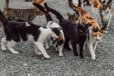 South County Cats - Feral Cats