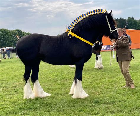 South Eastern Shire Horse Association Facebook