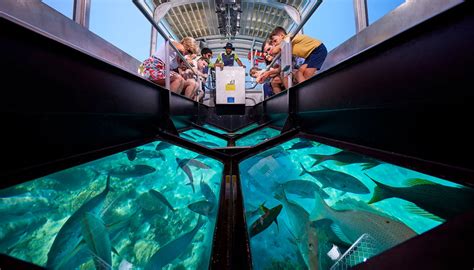 South Florida Glass Bottom Boat Tours - Sea Experience