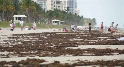 South Florida beaches to be impacted by 5,000-mile stretch of seaweed