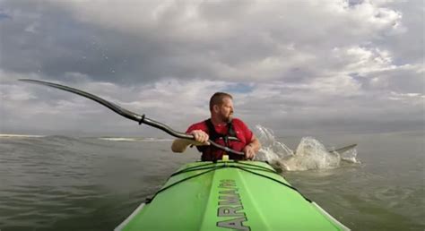 South Florida kayaker recounts encounter with shark