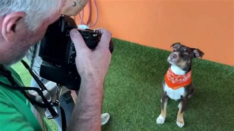 South Florida photographer takes pictures of shelter dogs to help them find forever homes