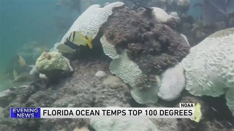 South Florida waters hit hot tub level and may have set world record for warmest seawater