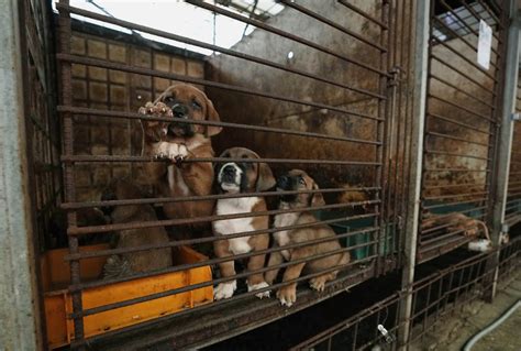 South Korean dog meat farmers push back against growing backlash