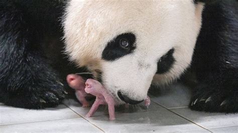 South Korean zoo celebrates birth of first twin pandas