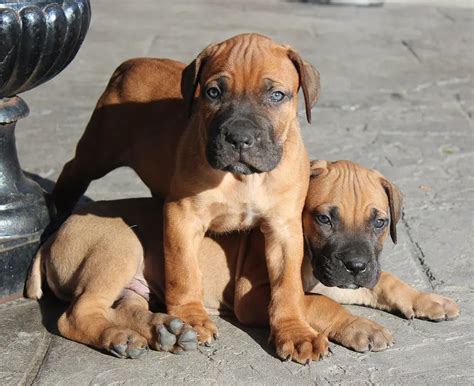 The South African Boerboel is the only South African dog specifically bred for guarding and protecting without being aggressive. Dating back to 1652, this breed is a descendant of the Boer dog. In the 20th century, the …. 