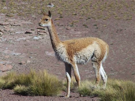 South american kin of a camel. Camels, guanacos, llamas, alpacas, and vicuñas are all members of the camel family. Cool critters: Graceful guanacos are related to camels. Pronounced "gwa NAH ko," they live throughout South America in dry, … 