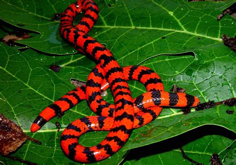 The eastern coral snake, or harlequin snake (Micrurus fulvius), which lives in the southeastern U.S., is about 1 metre (3.3 feet) long and has wide red and black rings separated by narrow rings of yellow. The Arizona coral snake (Micruroides euryxanthus) is a small (40–50-cm) inhabitant of the American Southwest.. 