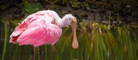 South florida wildlife center. Things To Know About South florida wildlife center. 