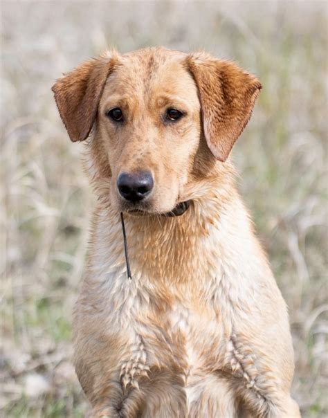 South fork retrievers. Things To Know About South fork retrievers. 