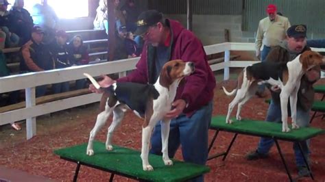 Southeastern treeing walker days. Feb 25, 2022 · Entries close at 2 p.m. Friday and 9 a.m. Saturday. Winners from Friday will be brought back on Saturday to show for the overall Southeastern Treeing Walker Association Show Champion. Entry fee for the bench show is $30. There will be a dual champion class both days and a pairs class after the Saturday show. New this year to the event will be ... 