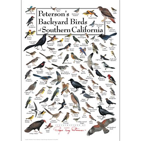 Southern California Bird Identification Guide