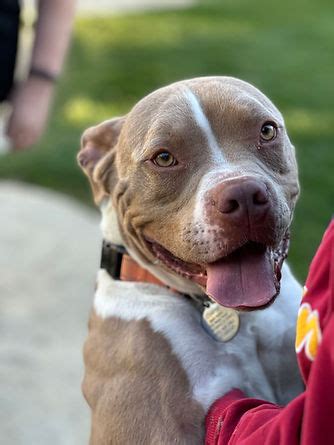 Southern California Pit Bull Rescue - SoCal Pitties