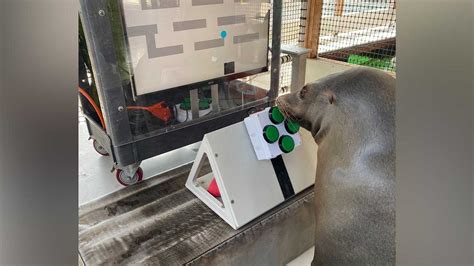 Southern California sea lions show off cognitive skills while playing video games