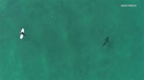 Southern California swimmers beware: Great white sharks are everywhere