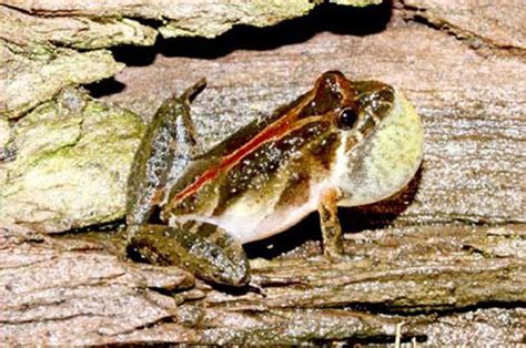 Southern Cricket Frog - University of Florida