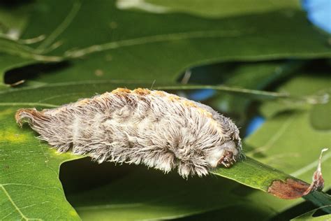 Southern Flannel Moth Caterpillar: A Nui…