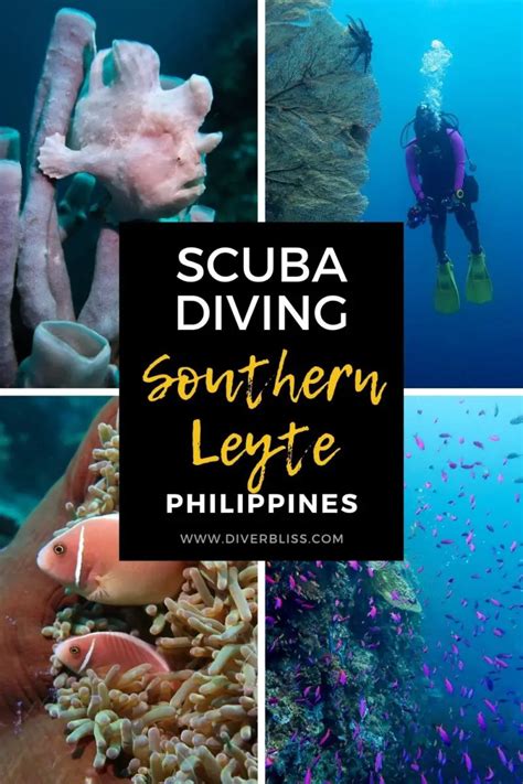 Southern Leyte Diving: Dive Guide To Sogod Bay - Diver Bliss