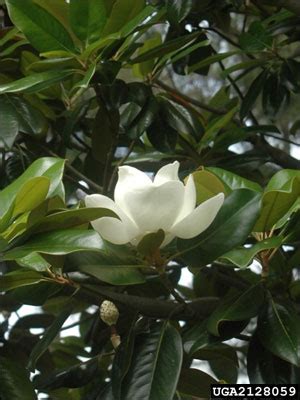 Southern Magnolia - Gardening Solutions - University of Florida