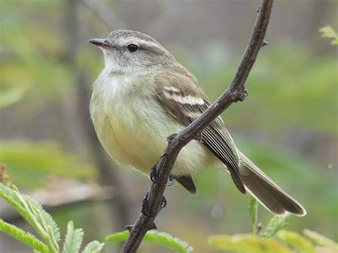 Southern Mouse-coloured Tyrannulet - eBird