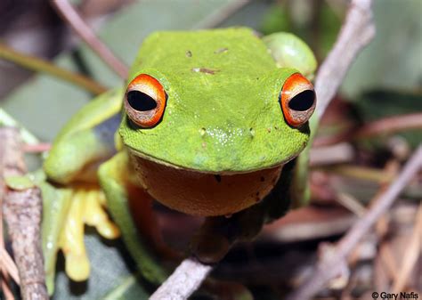 Southern Orange-eyed Treefrog - Queensland Museum