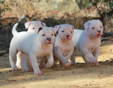 Southern White American Bulldog Puppies
