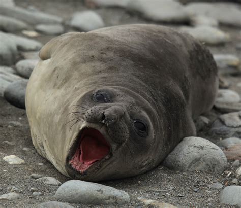 Southern elephant seal - Wikipedia
