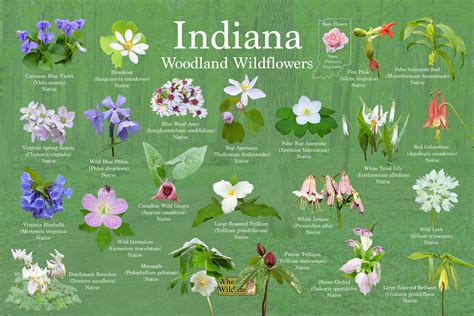Southern indiana wildflowers a field guide for wildflower identification. - Grosse tumeur variqueuse congénitale de la paroi thoracique ....