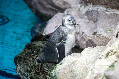 Southern rockhopper penguin chick joins colony on display at New England Aquarium