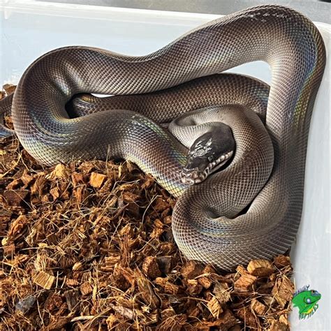 Southern white lipped python breeders.  I'm trying to find a captive br...