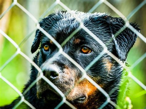 Posted Sun, Jun 4, 2023 at 12:00 pm ET. The Friends of Southington Animal Control are looking to replace the chain-link doors at the town dog pound with safer, glass options. …