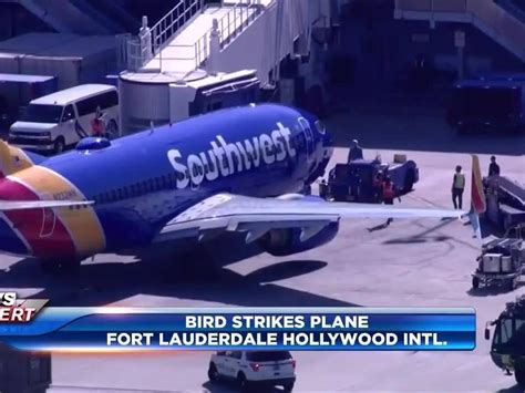 Southwest Airlines plane emergency lands at FLL after striking bird mid-flight