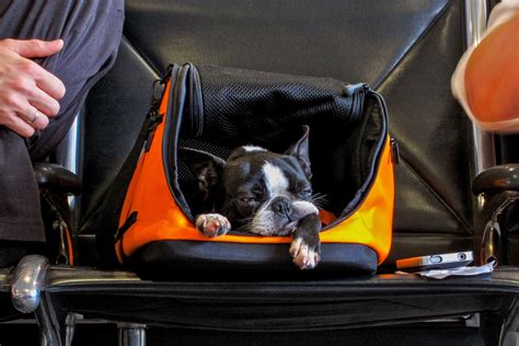22 May 2023 ... For regular carry-on pets, up to two small cats or dogs are allowed per traveler at a $125 fee per airline-approved dog or cat carrier, which .... 