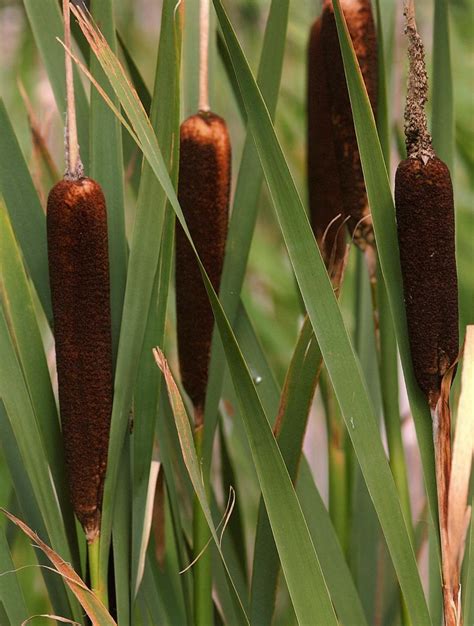 Northeastern bulrush —By mail to Pennsylvania Field Office, U.S. Fish and Wildlife Service, 315 South Allen Street, Suite 322, State College, PA 16801, to the attention of Carole Copeyon, or by e-mail to carole_copeyon@fws.gov. For more information call (814) 234–4090, extension 232.. 