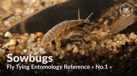 Sowbugs Fly Tying Entomology Reference No.1 Asellus aquaticus ... - YouTube