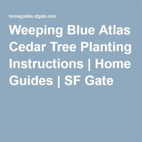 Spacing for Evergreen Trees Home Guides SF Gate