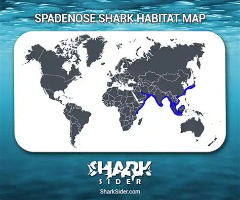 Spadenose Shark – Facts, Size, Behavior, Diet, Pictures