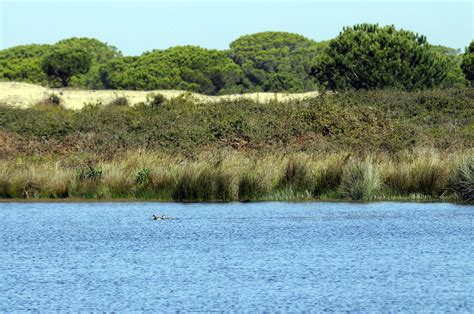 Spain’s Andalusia region will expand the Doñana wetlands park. Critics applaud but want more action