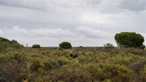 Spain announces a 1.4 billion-euro deal to help protect the prized Doñana wetland from drying up
