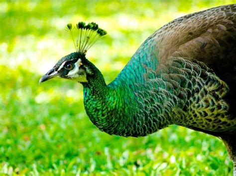 Spalding Peacock (Spalding Peafowl) – What You Need …