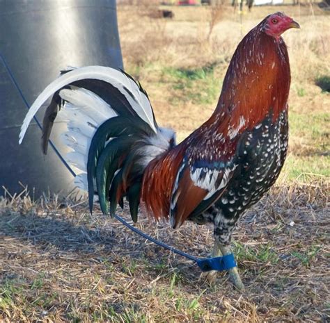 Spangled sweater gamefowl. No Fowl For ILLEGAL PurposesVideo Content In This Farm Just For Breeding, Show and Preservation PurposesBoneyard Farm in Courtland AlabamaOwner Anthony Robin... 