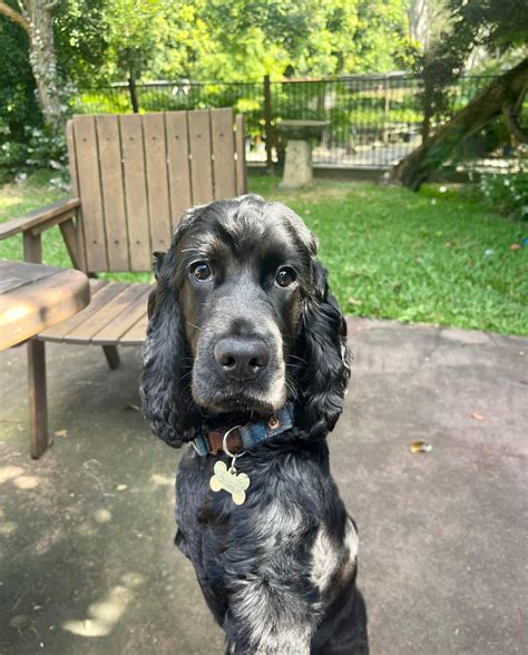Spaniel rescue nebraska.  Welcome to Cocker Spaniel Rescue Of New Engl...
