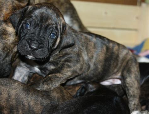 Spanish Bulldog Puppies For Sale