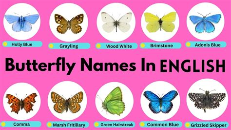 Spanish Butterfly Names - NATURE