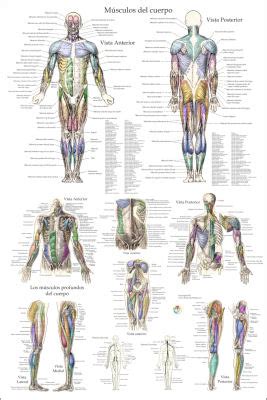 Spanish Charts - Anatomy Warehouse