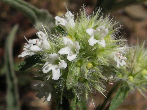 Spanish Marjoram from Kelley Pure Essential Oils