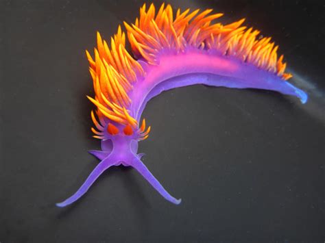 Spanish Shawl Slug - Etsy Canada