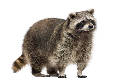  The raccoon is a unique and fascinating animal, and it's no surprise that many people are interested in learning how to say raccoon in Spanish. Whether you're . 
